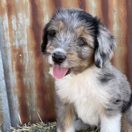 Boy 3 - Blue merle Aussiedoodle puppy in Payson, Utah from The Hoppers Back 40
