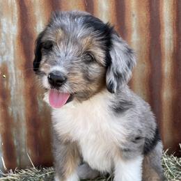 Boy 3 - Blue merle Aussiedoodle puppy in Payson, Utah from The Hoppers Back 40