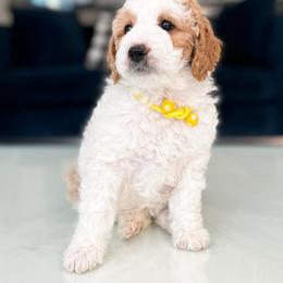 Bernedoodle, Goldendoodle, and Poodle Puppies from Teddy Doodles & Standard Poodles