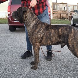 Bullmastiffs and French Bulldogs from Jaded French Bulldogs and Bullmastiffs
