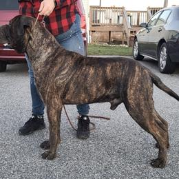 Bullmastiffs and French Bulldogs from Jaded French Bulldogs and Bullmastiffs