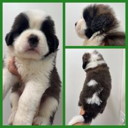 Green - Mahogany and white male Saint Bernard puppy in Ladysmith, Wisconsin from Northwoods Saint Bernards
