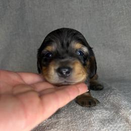 Hansel - Dapple male Dachshund puppy in Stamford, Texas from West Texas Miniature Dachshunds