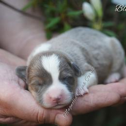 American Corgi and Pembroke Welsh Corgi Puppies from Magnolia Creek Corgis