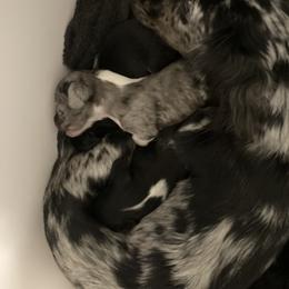 Dachshund Puppies from Dachshund Dad