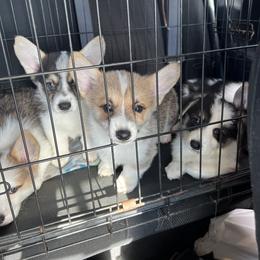Pembroke Welsh Corgi Puppies from Newlands Insane Danes and Corgis