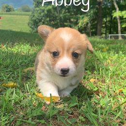 Pembroke Welsh Corgi Puppies from Cahas Corgis