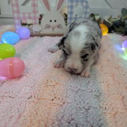 Lily - Blue merle female Border Collie puppy in Fallon, Nevada from Royal R Ranch