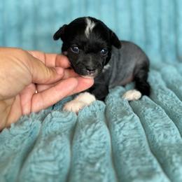 Stitch - Black and white male Chinese Crested puppy in Aberdeen, Idaho from Willow Creek Cresteds