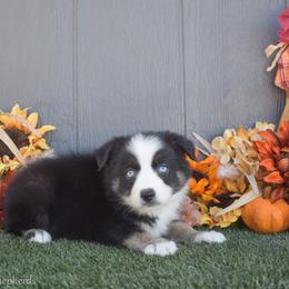 Schmitt - Black tri-color male Australian Shepherd puppy in Fallon, Nevada from Double H Australian Shepherds