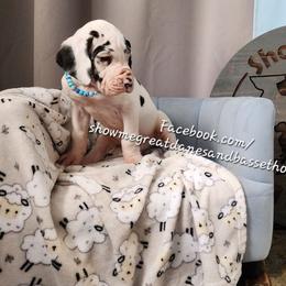 Blue collar - Harlequin male Great Dane puppy in Alton, Illinois from Show Me Great Danes and Basset Hounds
