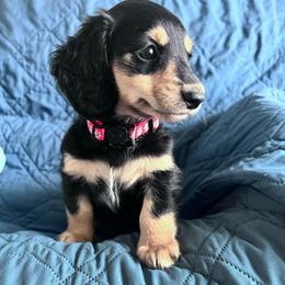 Rose - Black and cream female Dachshund puppy in Ocala, Florida from Weenie Boops