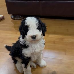 Boone - Tri-color male Bernedoodle puppy in Hackleburg, Alabama from The Doodle Patch