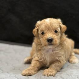 Ruby - Red female Maltipoo puppy in Bowling Green, Kentucky from Denise Clark