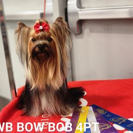 Linda - Yorkshire Terrier