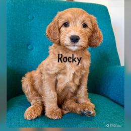 Rocky - Red  male Goldendoodle puppy in Glendale, Arizona from Follow Your Bliss Doodles