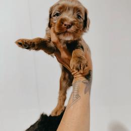 Sunny - Merle male Australian Labradoodle puppy in Riverton, Kansas from Honeybee Lane Doodles