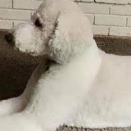 Goldendoodles from Grace Haven Farm