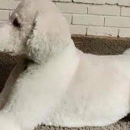 Goldendoodles from Grace Haven Farm