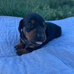Titus - Black and tan male Dachshund puppy in Afton, Oklahoma from C5 Doodles