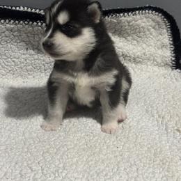 Girl 2 - Black and white female Siberian Husky puppy in Paola, Kansas from East Inn Huskies