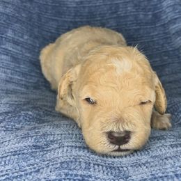Winter - Cream female Cockapoo puppy in Bedford, Iowa from Our Father’s Doodles