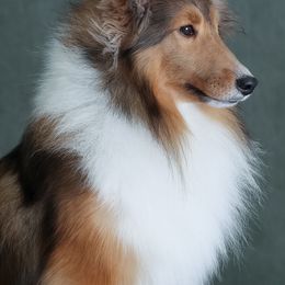 Shetland Sheepdog Puppies from Synergy Shetland Sheepdogs
