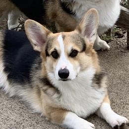 Potter  - Pembroke Welsh Corgi