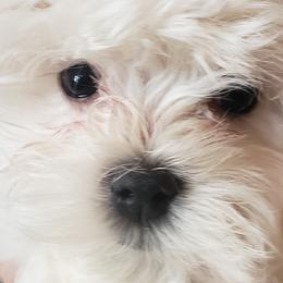 Maltese, Maltipoos, Poodles, and Shih Tzus from Marlees Puppies 1