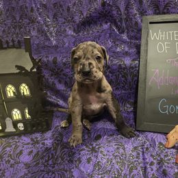 Great Dane Puppies from White House of Danes