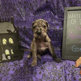 Great Dane Puppies from White House of Danes
