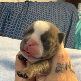 Boy 3 - Blue male French Bulldog puppy in Spanaway, Washington from Frog Faced Frenchies