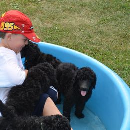Poodle Puppies from D and D Standard Poodles