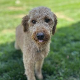 Stella - Labradoodle