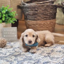 AKC Meet Georgio :) - Cream male Dachshund puppy in Centerville, Iowa from Barnyard Dachshunds, Dals & Doodles