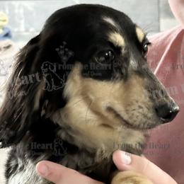 Primm - Dachshund