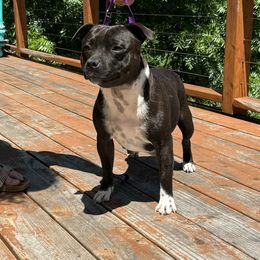 Shadow - Staffordshire Bull Terrier