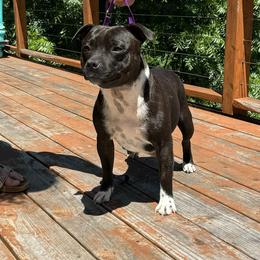 Shadow - Staffordshire Bull Terrier
