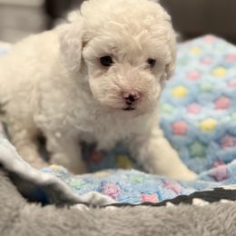 Loud AKC parti with one red spot - Parti female Poodle puppy in Quincy, Florida from Always Best Kennels, Inc