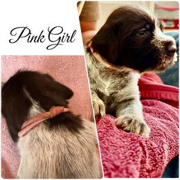 River - Brown and gray female Wirehaired Pointing Griffon puppy in California from Rocking S Griffons