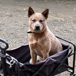 Durbin - Australian Cattle Dog