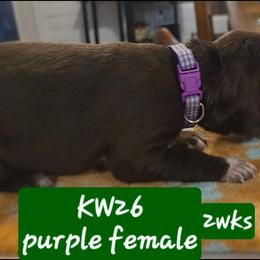 Purple girl kw26 - Liver female German Shorthaired Pointer puppy in Dahlonega, Georgia from Pointer Mountain Bird Dogs