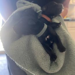 Gray Boy - male Golden Mountain Dog puppy in Colorado Springs, Colorado from Bastian Mountain Dogs