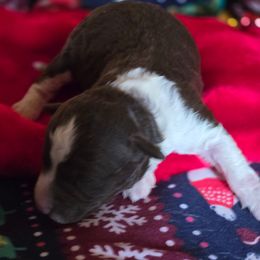 Boy 3 - Brown male Corgipoo puppy in Junction, Utah from Sugar Doodles
