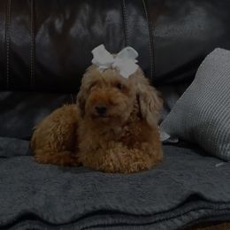 Chloe - Poodle