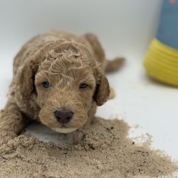 Sand - Apricot male Poodle puppy in Southampton, New Jersey from Lavishly Loved Pets LLC