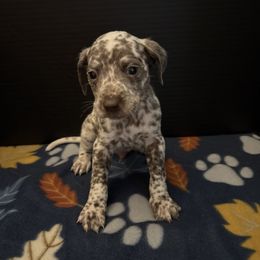 Obi - White and liver brown male Dalmatian puppy in Fort Cavasos, Texas from Mainstreet Dalmation