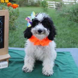 Fiona - Black and white female Aussiedoodle puppy in Hopkins, Missouri from Mowry Creek Mini Aussiedoodles and More