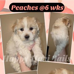 Peaches- 1st born - Cream female Havanese puppy in Kansas City, Missouri from Happy Havi Tails