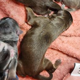 Female 5 - Liver female German Shepherd puppy in Los Lunas, New Mexico from Mali's German Shepherds